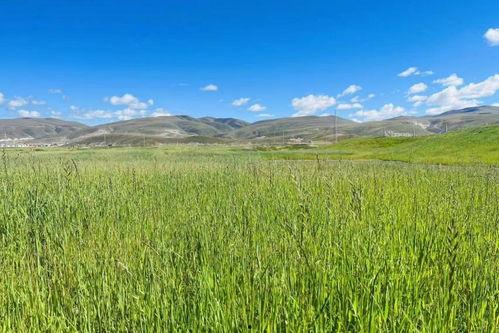 青青草原国产,绿色生态与和谐发展的奇迹之旅