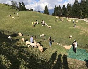 青青草原国产,绿色生态与和谐发展的奇迹之旅  第3张