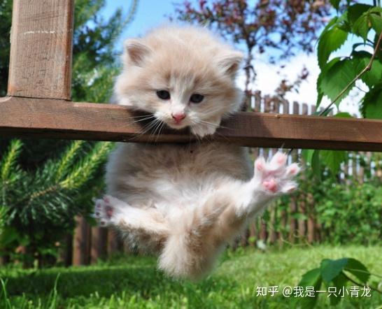 幼幼国产,探索梦幻童年的奇幻世界  第3张