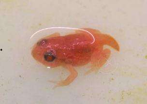 蝌蚪国产,揭开神秘国度的神秘面纱  第2张