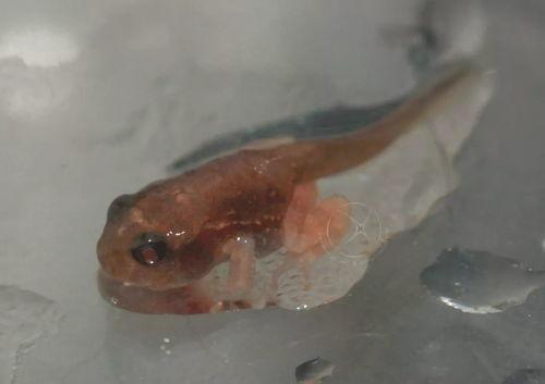 蝌蚪国产,揭开神秘国度的神秘面纱  第3张