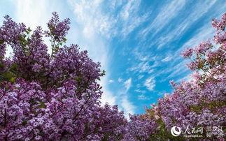 丁香五月国产  第2张