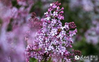 丁香五月国产  第3张